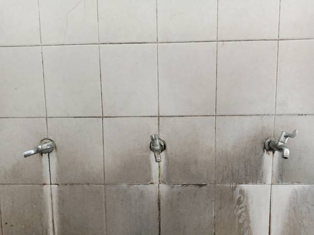 Best Professional water damage repair  in Nowthen, MN